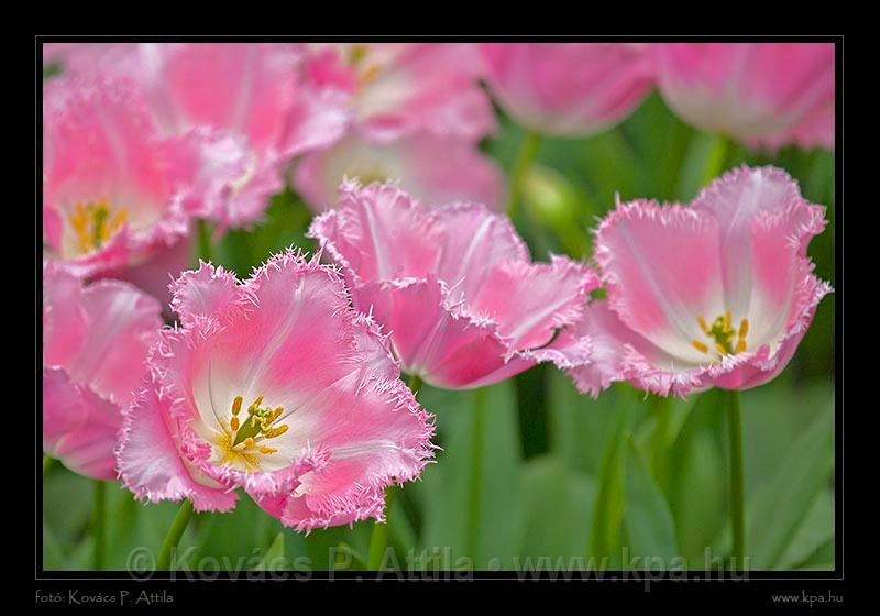 Keukenhof Hollandia 016.jpg